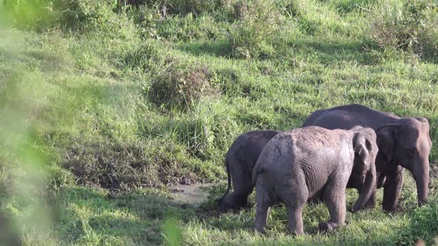 Elephants