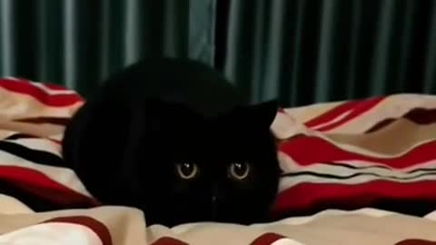 8.#cute cat#shorts