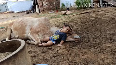 Little kid Love with his Pet (Cow)