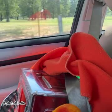 Parrot Screeches When He Gets Home