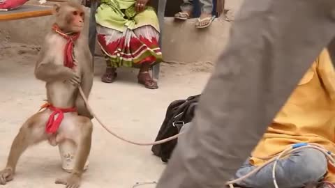 Monkey dance game funny viral video