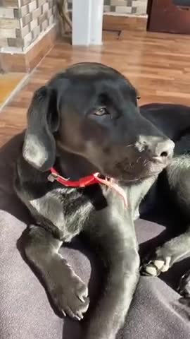 This pat was just for you guys