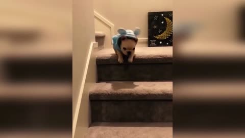 Funny dogs