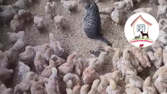 Gentle Kitty and her Hundreds of Chicken Neighbors