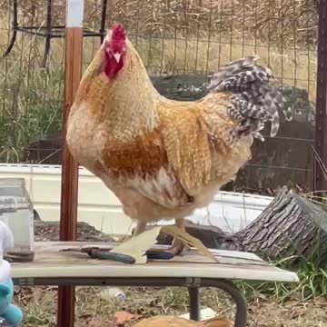 Our rooster Rider and how we got him