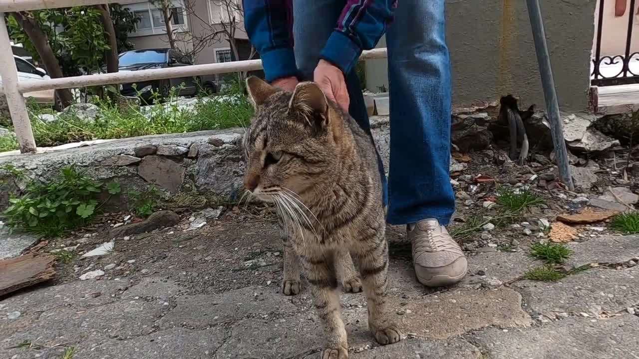 Tabby cat that initially came to me shyly now trusts me