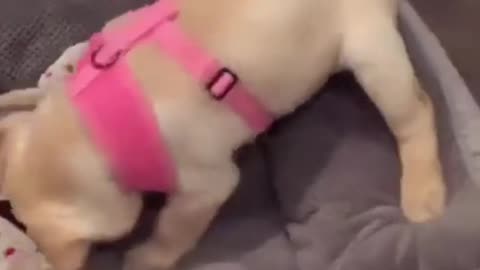 Cute Puppies0