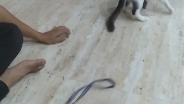 My naughty kitten playing🤣🔥