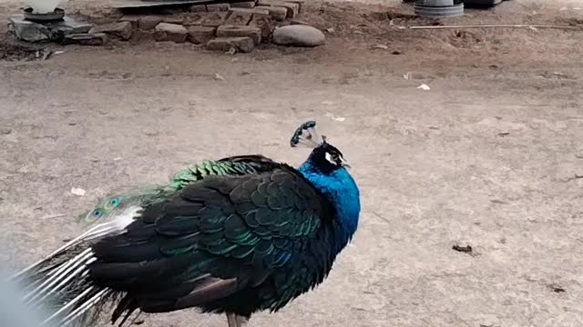 Beautiful Peacock 🦚 Video By Kingdom of Awais