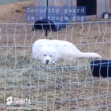 When you worked the night shift. #greatpyrenees ,#lgd, #homesteading #familyfarm