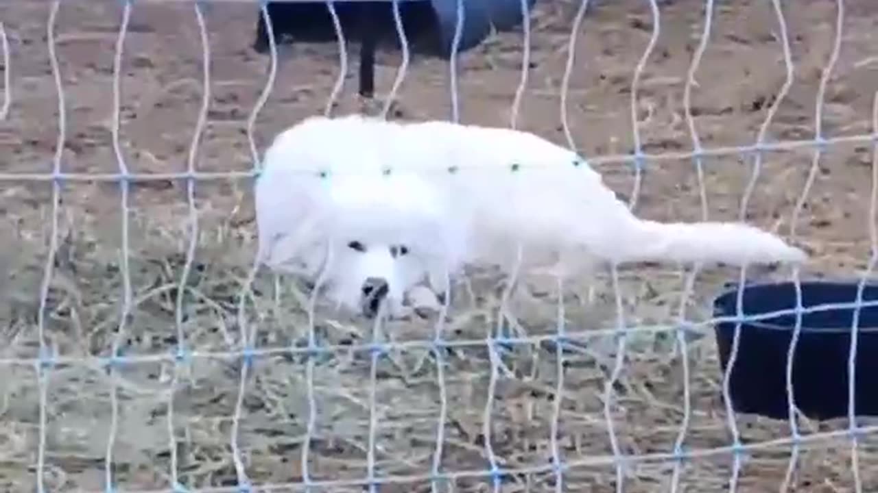 When you worked the night shift. #greatpyrenees ,#lgd, #homesteading #familyfarm