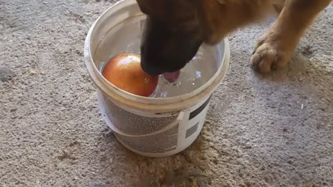 Dog goes apple bobbing