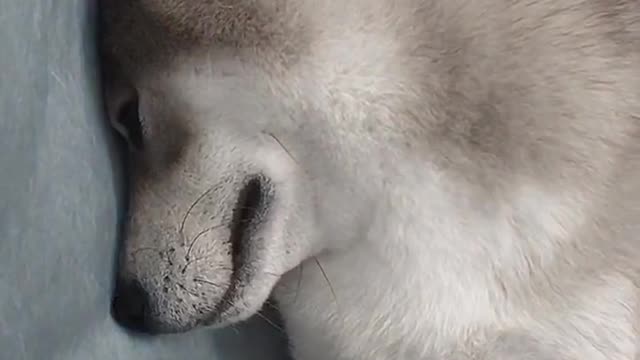 Shiba inu