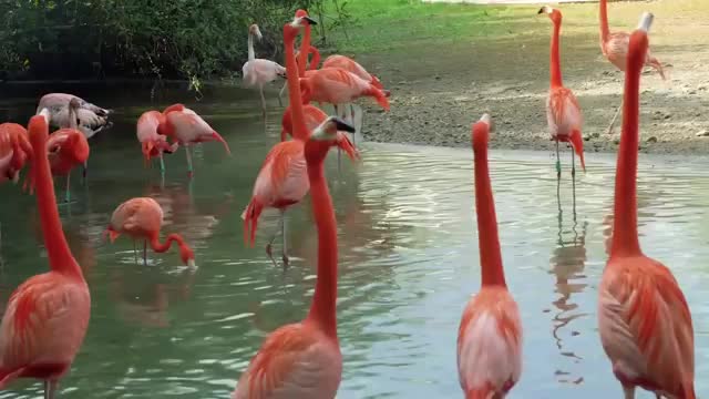 Amazing Animals Flamingos