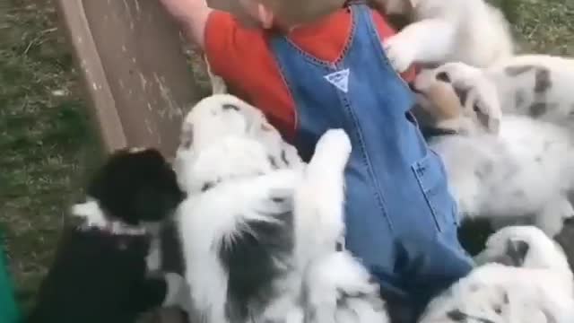 Puppy overload very funny
