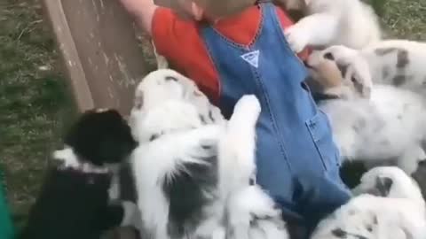 Puppy overload very funny