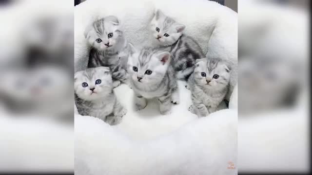 Super Cute and Funny Cat Videos