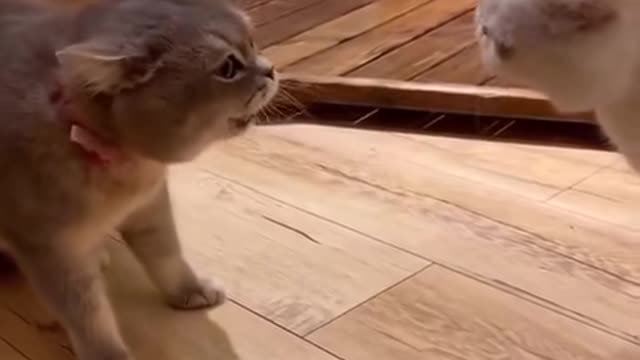 Two cats yelling at each other