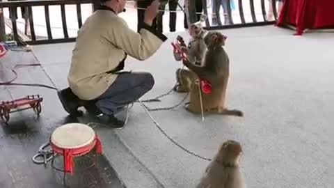 Funny monkey clip videos #1396