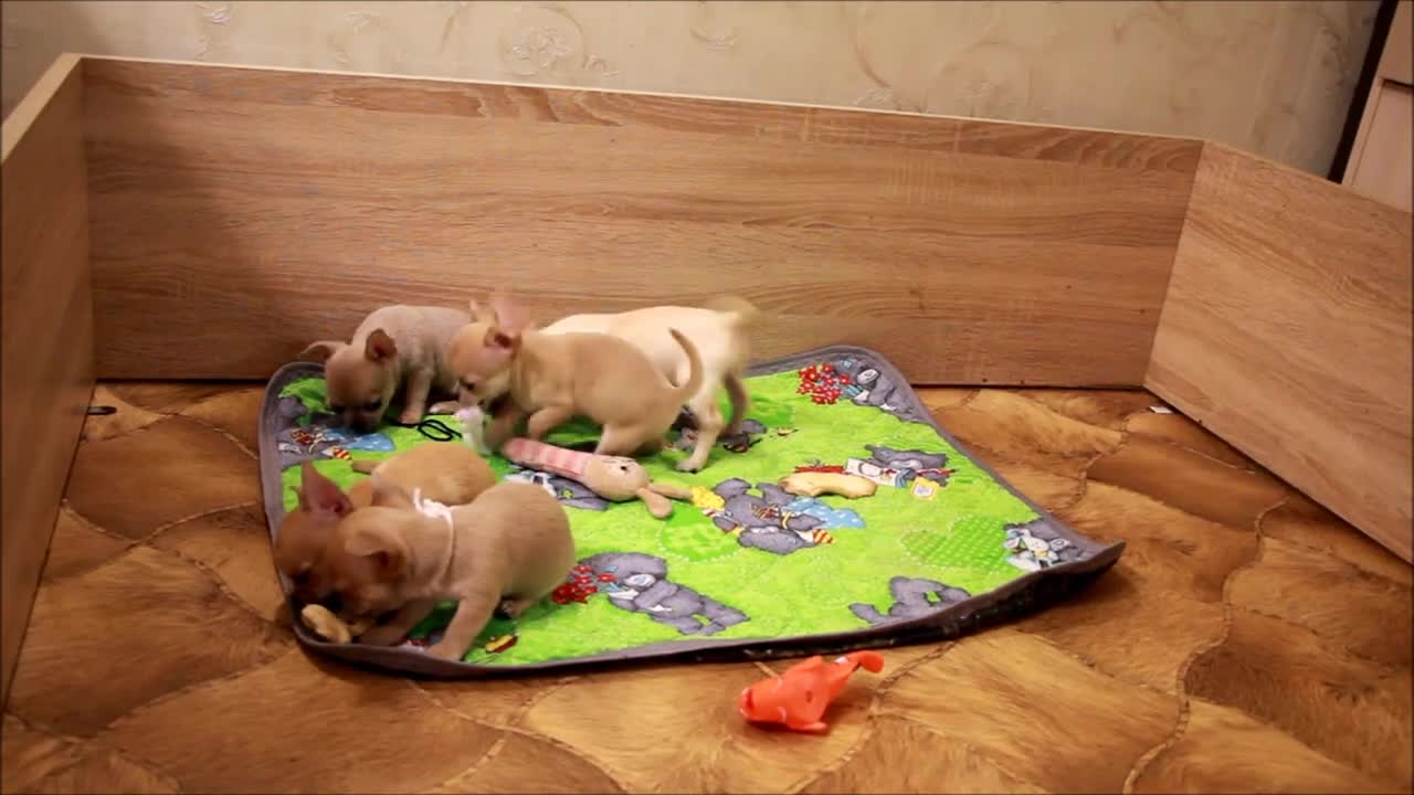 Chihuahua Babies