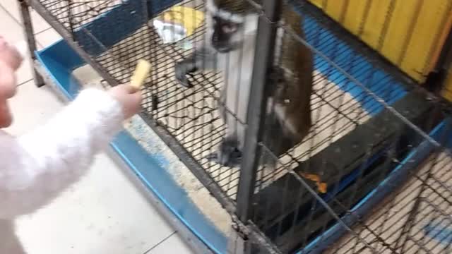 The monkey takes the glass away