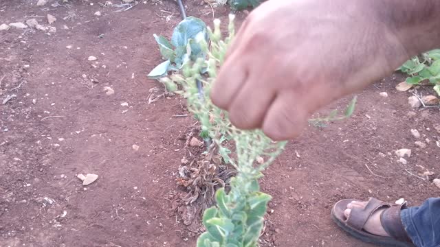 Collection of lettuce seeds