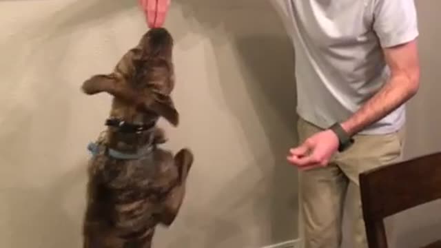 Man's Best Friend Can Dance! (Walk it Out!)