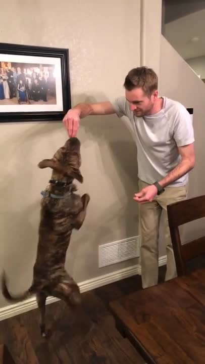 Man's Best Friend Can Dance! (Walk it Out!)
