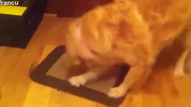 The most funny clips for animals