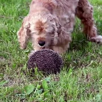 Meet My American Cocker Spaniel:A Loving and Loyal Companion#shorts