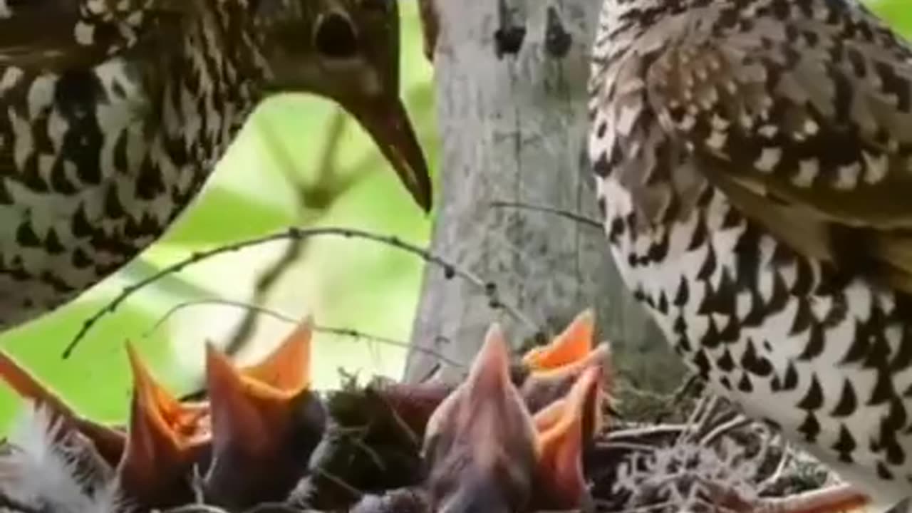 Bird Feeding Her Babies #shorts #shortvideo #video #virals #videoviral