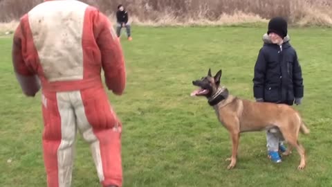 Dog Perfectly Mocks Teenager's Broken Leg 'Walk