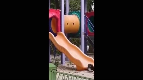 Funniest Animals 😂 New Funny Cats and Dogs Videos 😻🐶