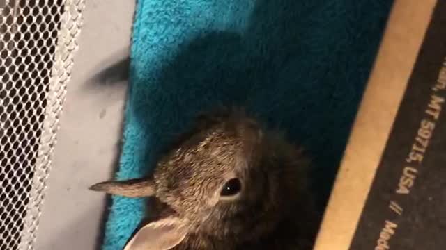 Wild baby rabbits