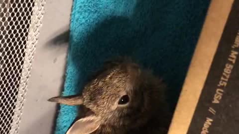 Wild baby rabbits