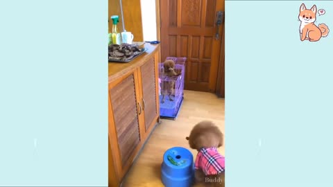 Laugh moments: Cute Puppies