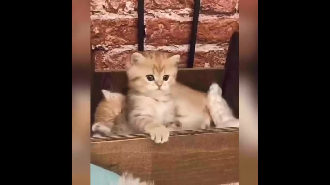 Gatitos tiernos haciendo cosas <3