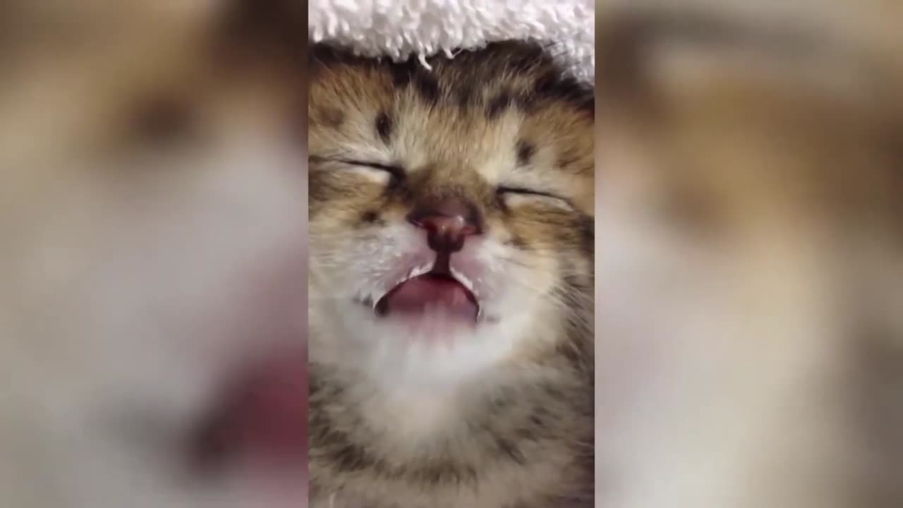 Funniest Cat Compilation Ever! 😹 Best Funny Cat Videos 2024