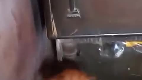 Funny Animals - try not to laugh 03