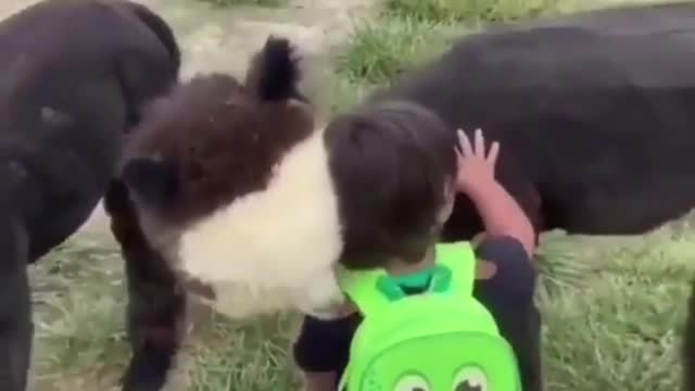 Adorable kids love his animal very much