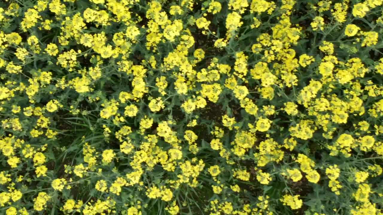 Field of flowers