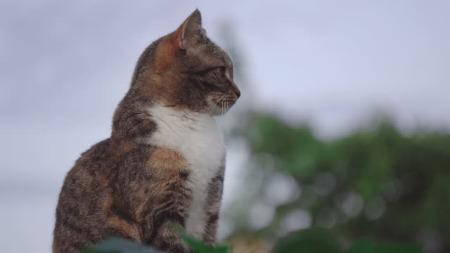 Cute cat Thinking about life