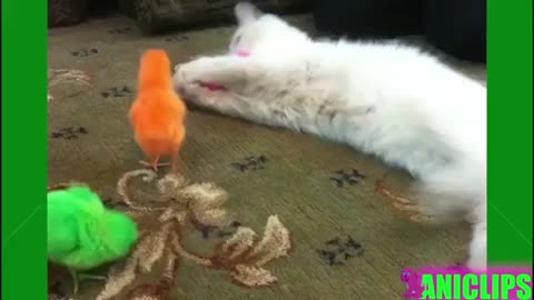 Funniest🤣Cats and 😸🐕🐕,Dogs -Awesome ,Funny pet videos