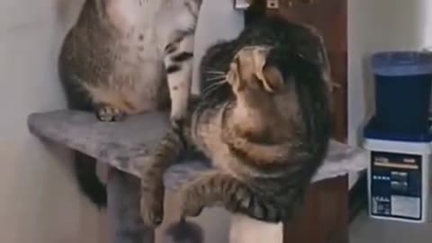 Cat funny #video