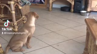 Daisy discovers the Roomba!