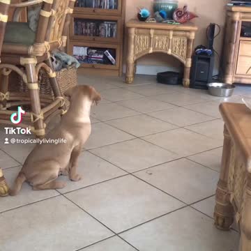 Daisy discovers the Roomba!