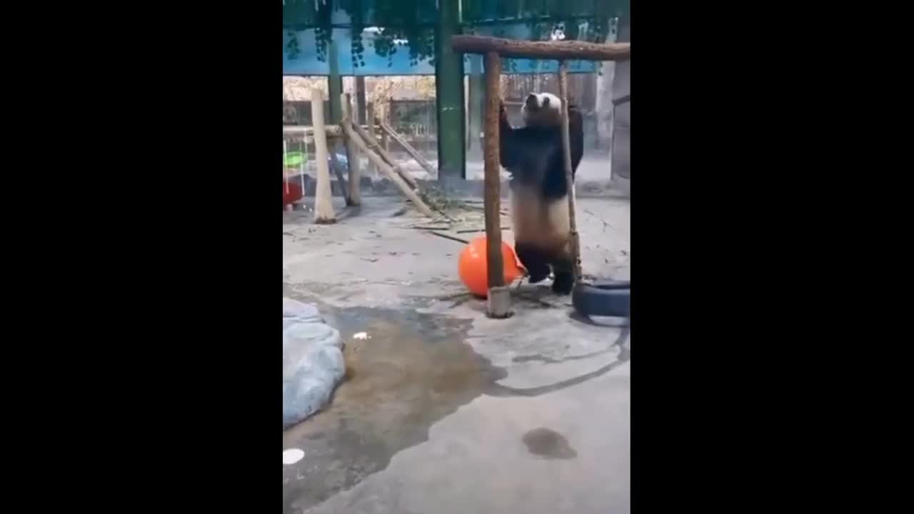 Funny panda. Fun with pandas