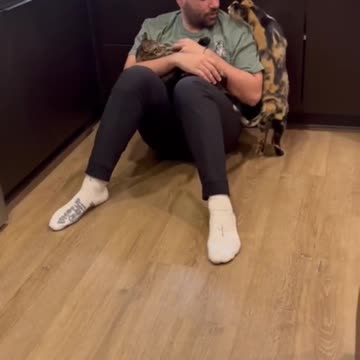 ANOTHER JEALOUS EPISODE WITH MY CATS #shorts