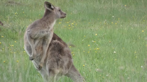 kangaroo Melbourne Australia