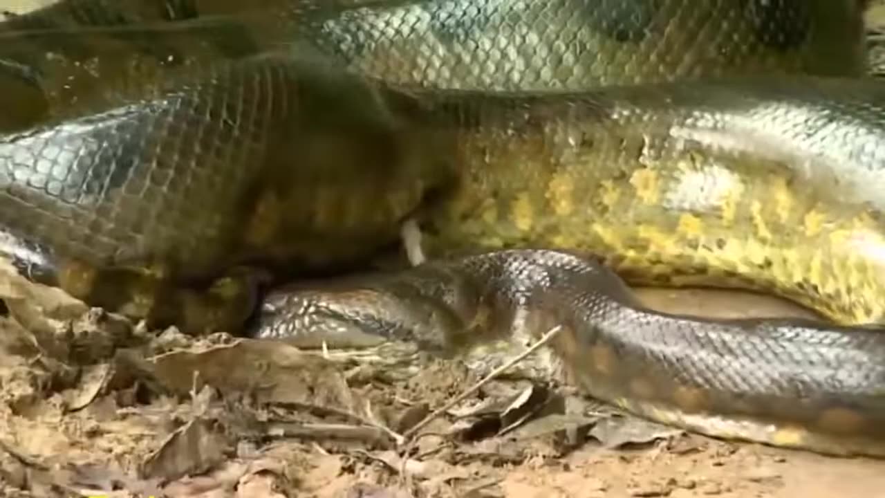 The biggest anaconda in the world found in Amazonia